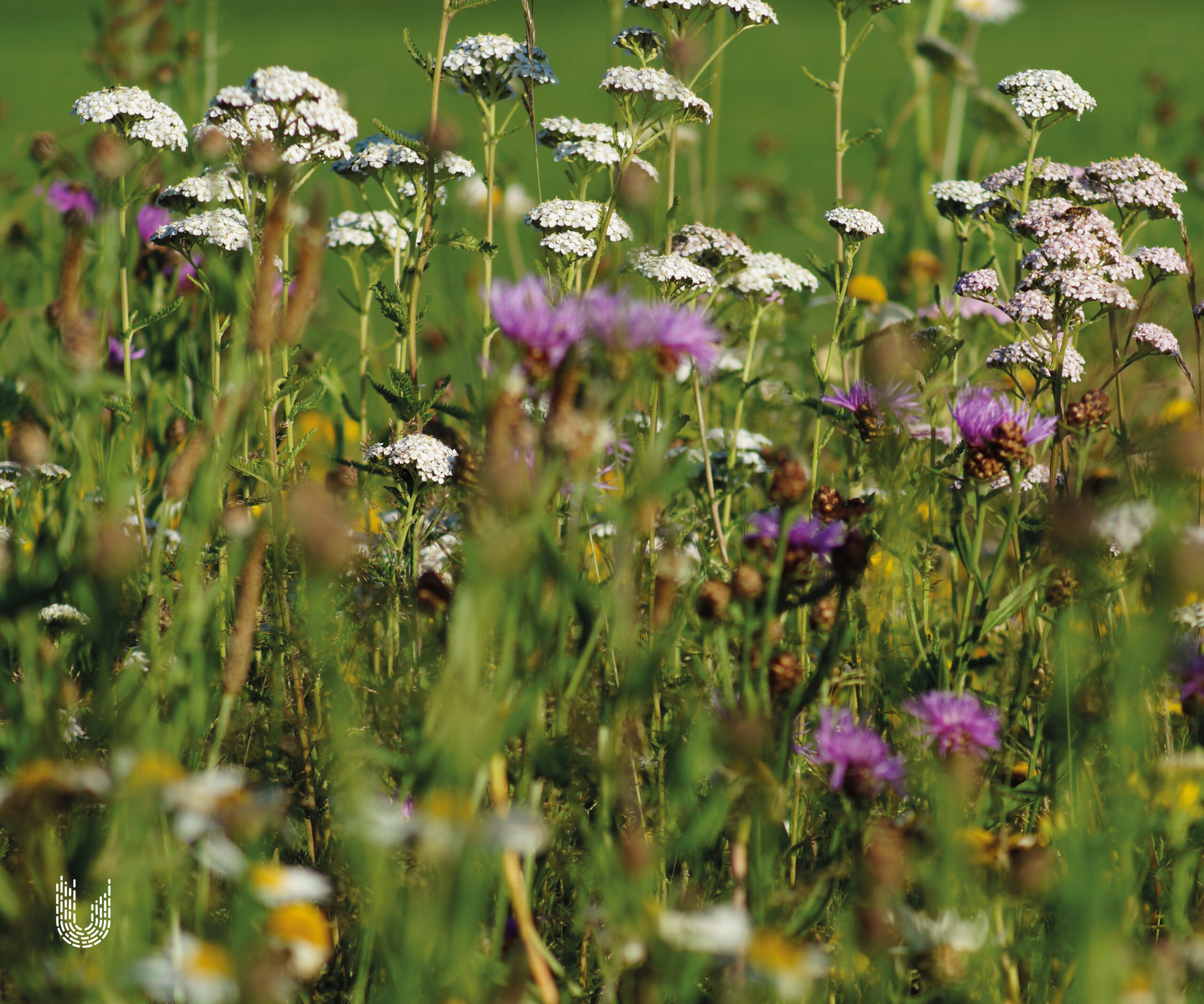 GR2 | Graslandmengsel zwaardere grond