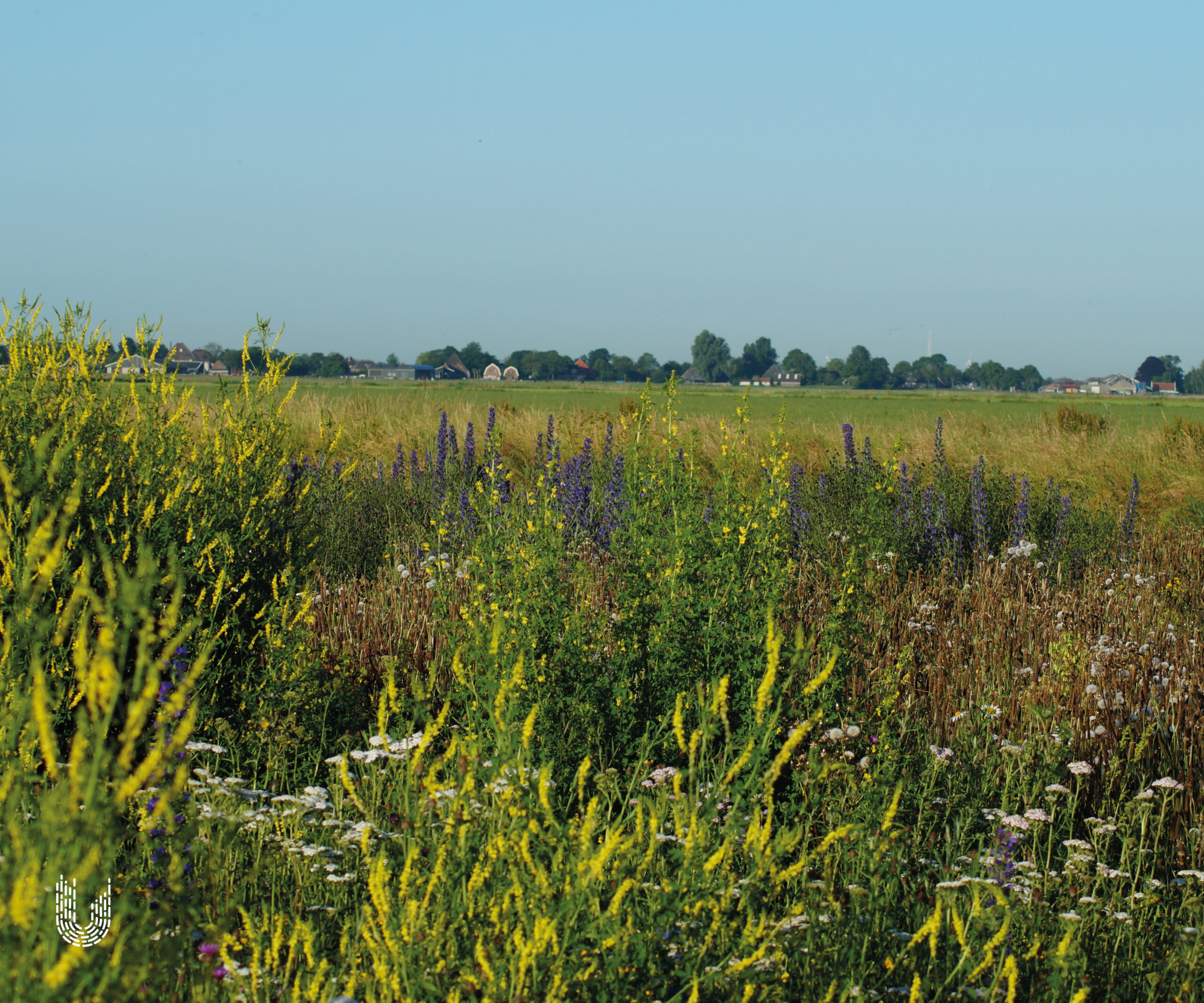 GR4 | Graslandmengsel lichte grond ecologisch