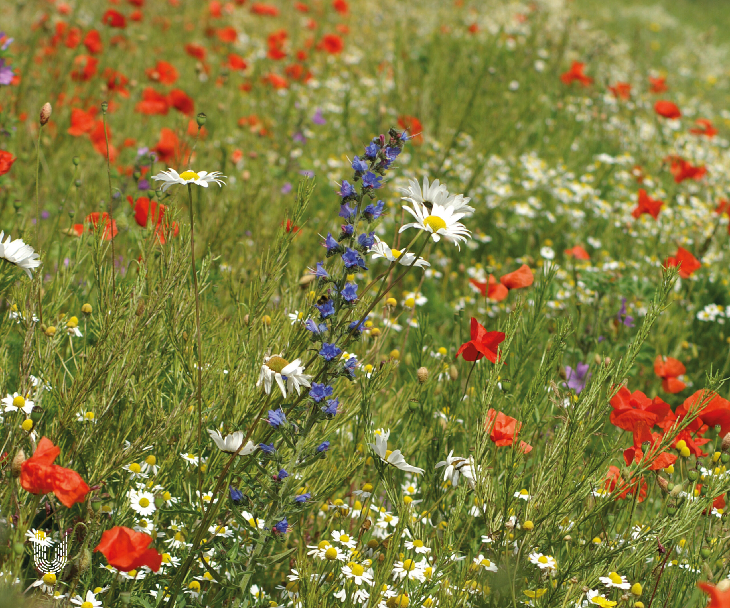 A2 | Akkerbloemenmengsel Meerjarig
