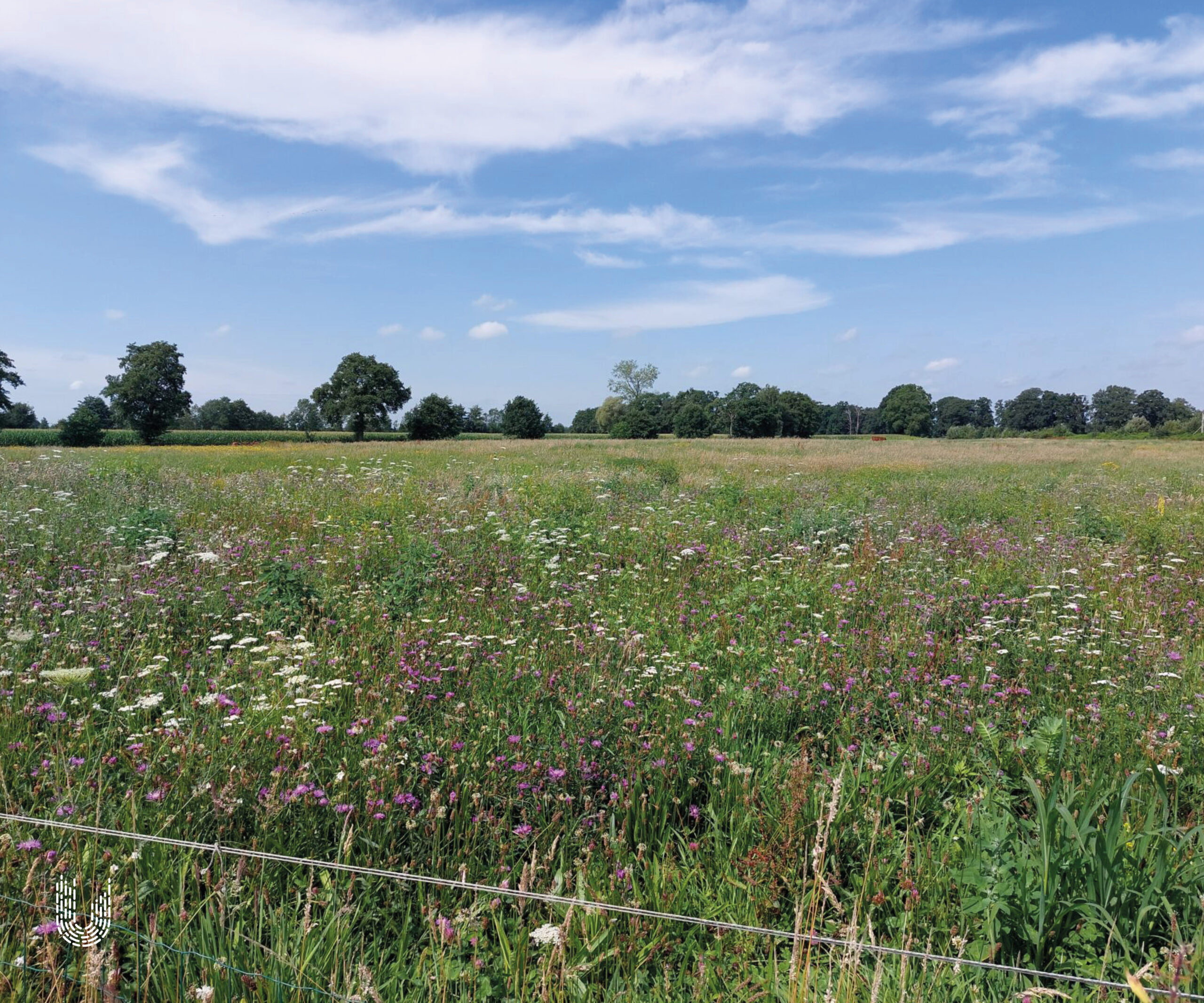 KIEM1 | Kiemkracht bloemrijk weidemengsel
