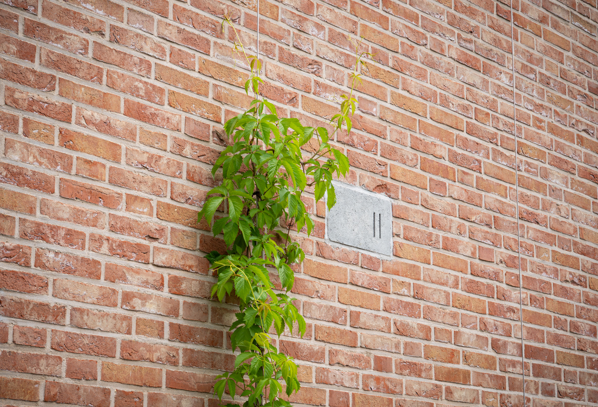 Natuurinclusief verduurzamen Hattem met groengevels en groendaken Green Deal