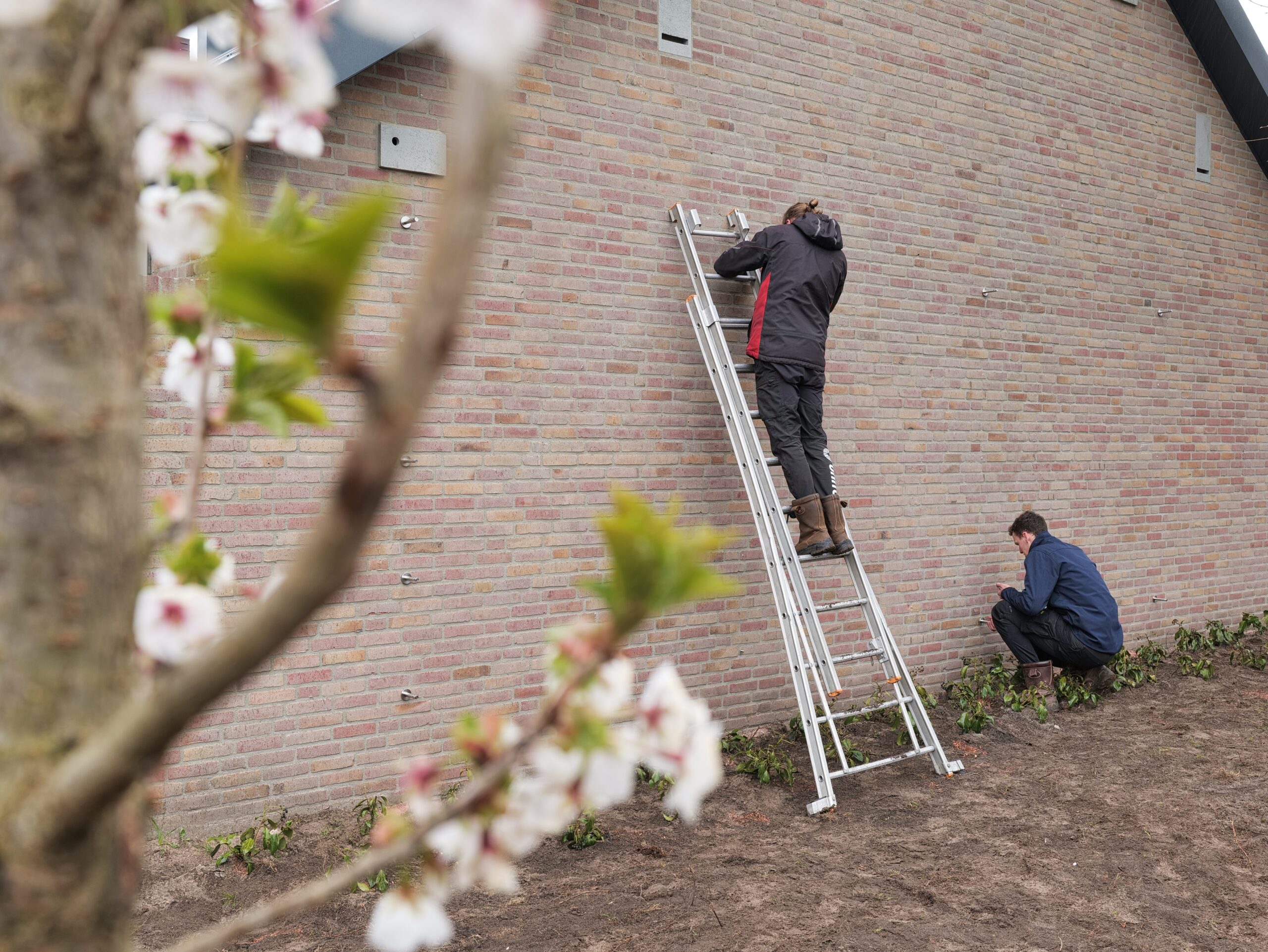 Groengevels met vuurdoorn en RVS klimhulpsysteem in Dongen