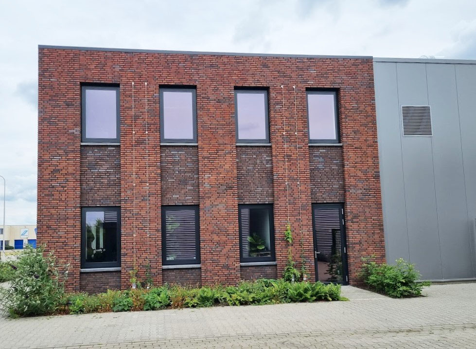 Wilde kamperfoelie combineren met blauwe regen op een RVS Climbers systeem