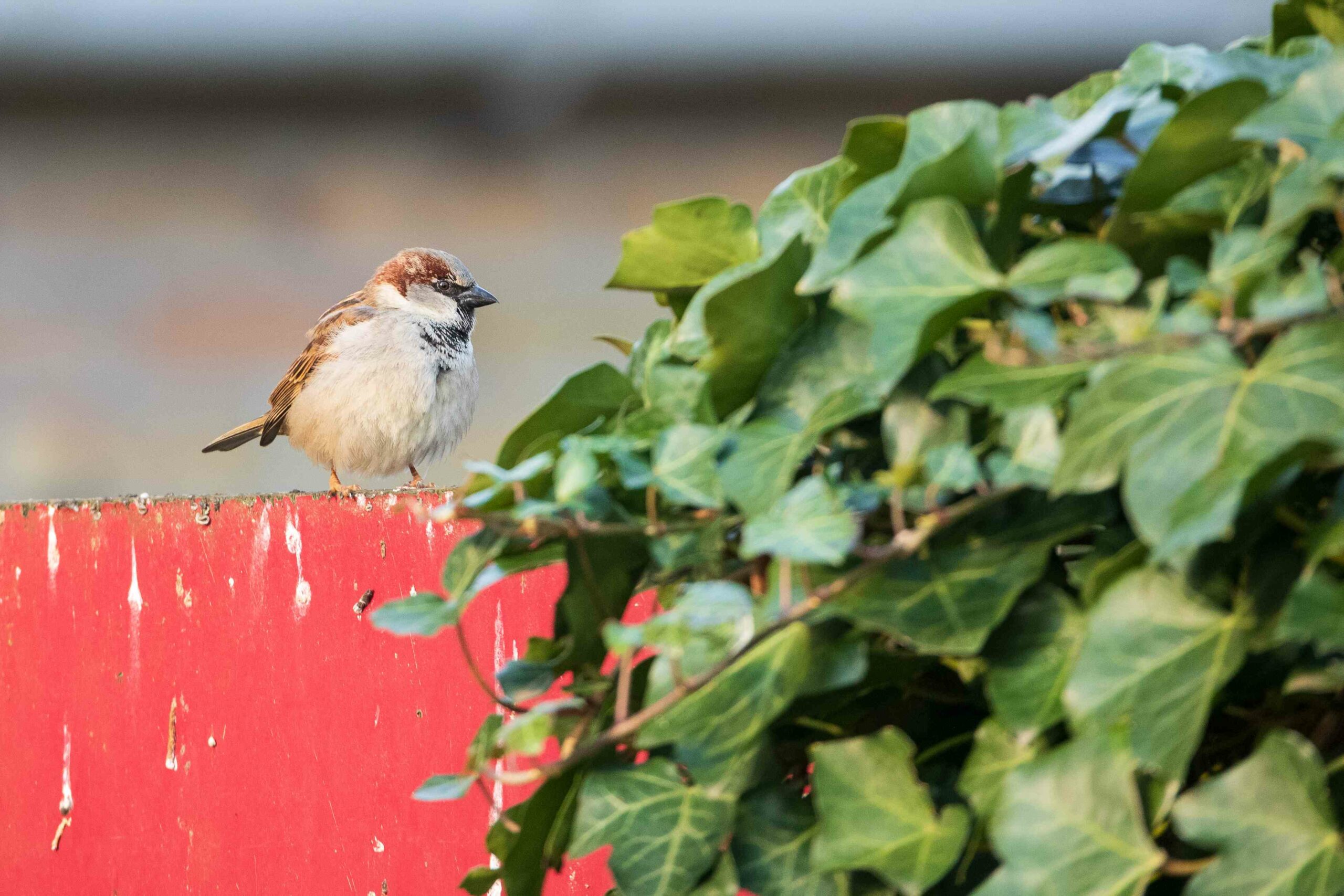 Natuurinclusief bouwen