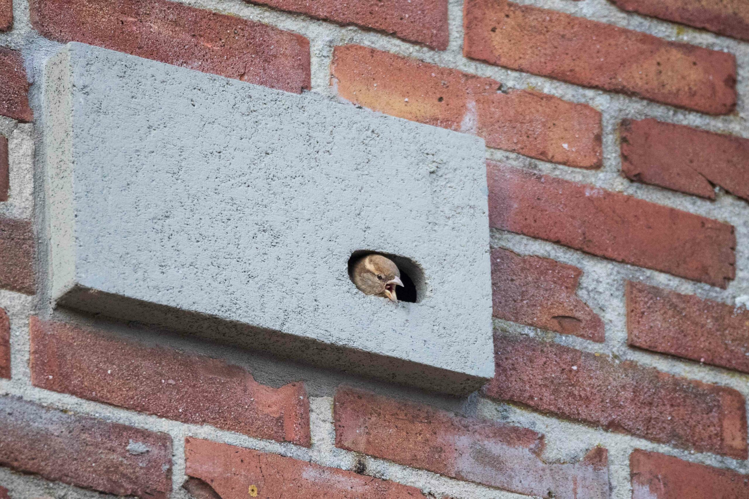 Monteren permanente voorzieningen en natuurvrij maken Megen