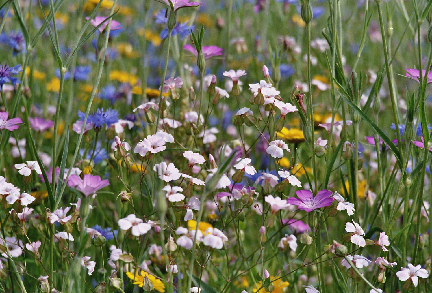 Inheemse Akkerbloemen De Bolderik Unitura