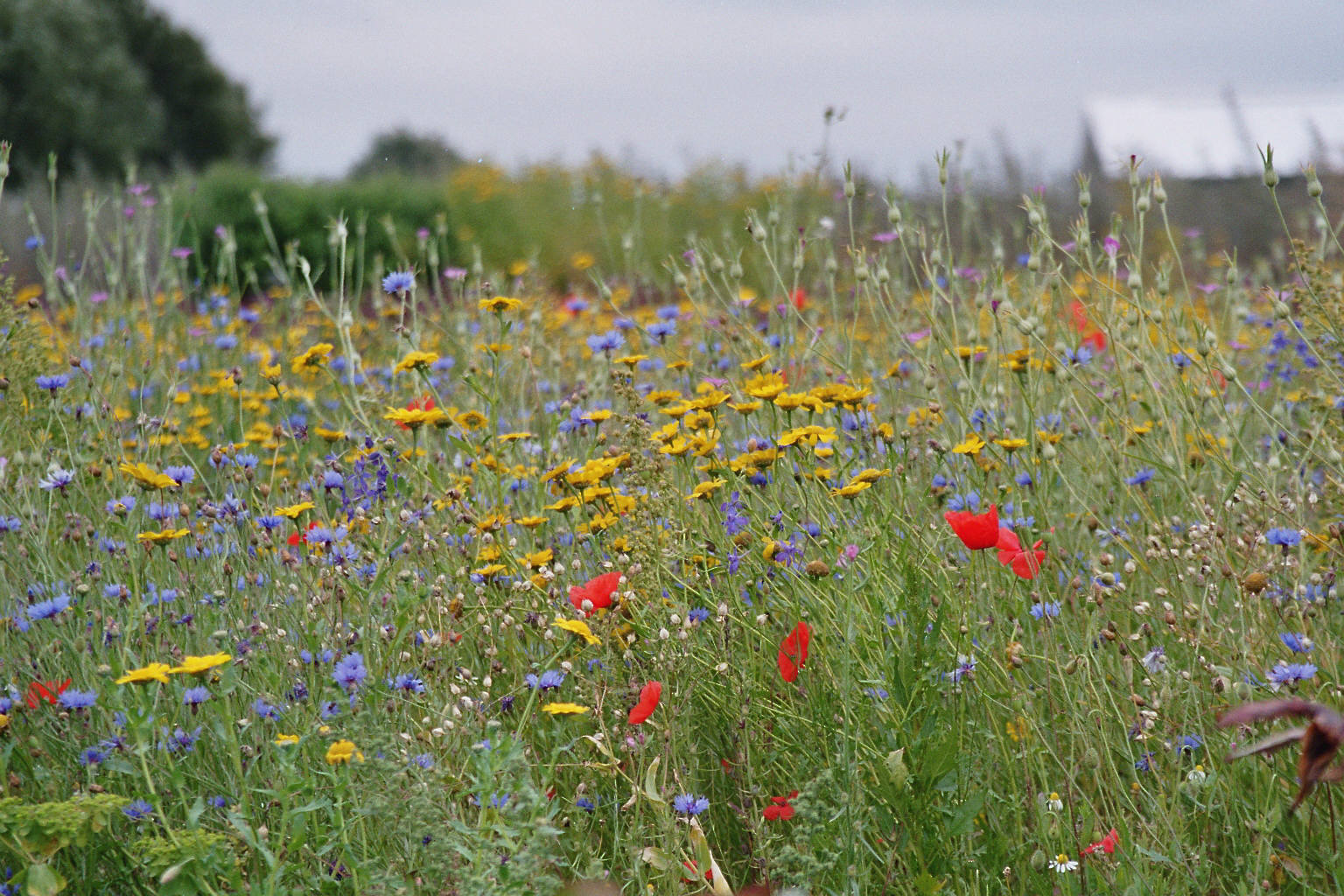 Inheemse Akkerbloemen De Bolderik Unitura